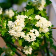 Саджанець Глід Альба Плена в контейнері